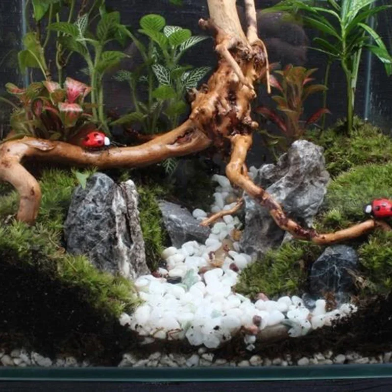 Natural Tree Trunk Driftwood A - Aquarium Fish Hiding Places ulasan dan harga