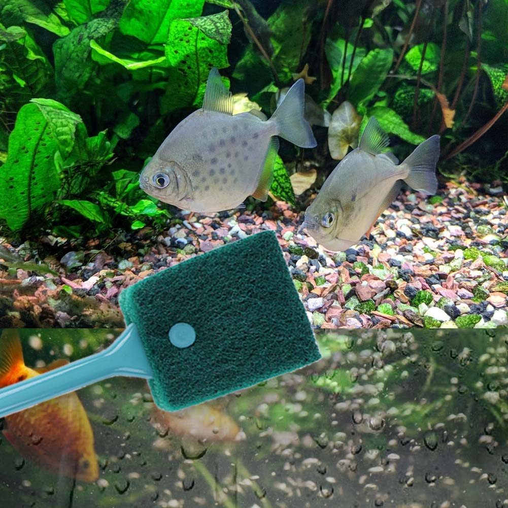 Double-sided Fish Tank Sponge  - Cleaner Fish Aquarium ulasan dan harga