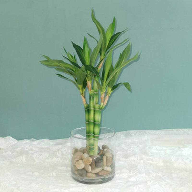 New 40cm Artificial Lucky Bamb - Aquarium Fish Only ulasan dan harga