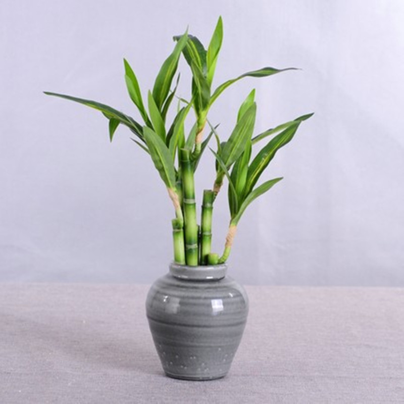 New 40cm Artificial Lucky Bamb - Aquarium Fish Only ulasan dan harga
