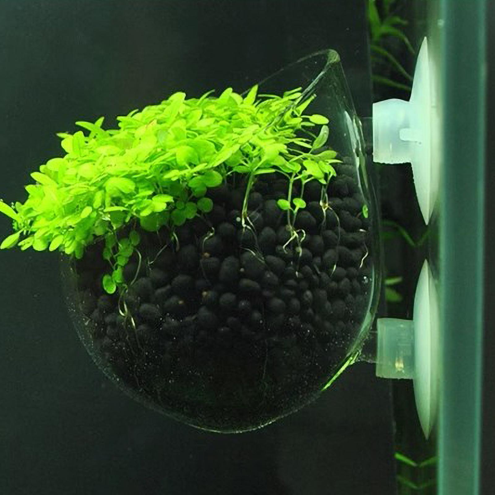 Aquarium Plant Holder Glass Aq - Aquarium Fish Only ulasan dan harga