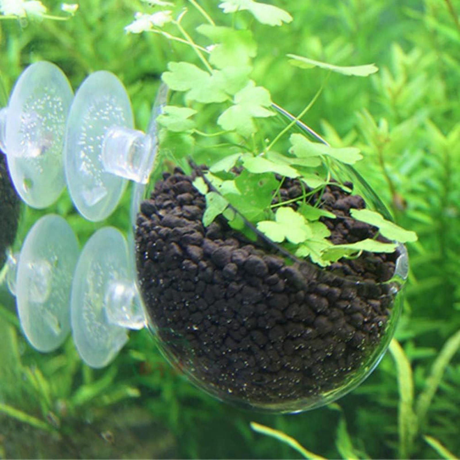 Aquarium Plant Holder Glass Aq - Aquarium Fish Only ulasan dan harga
