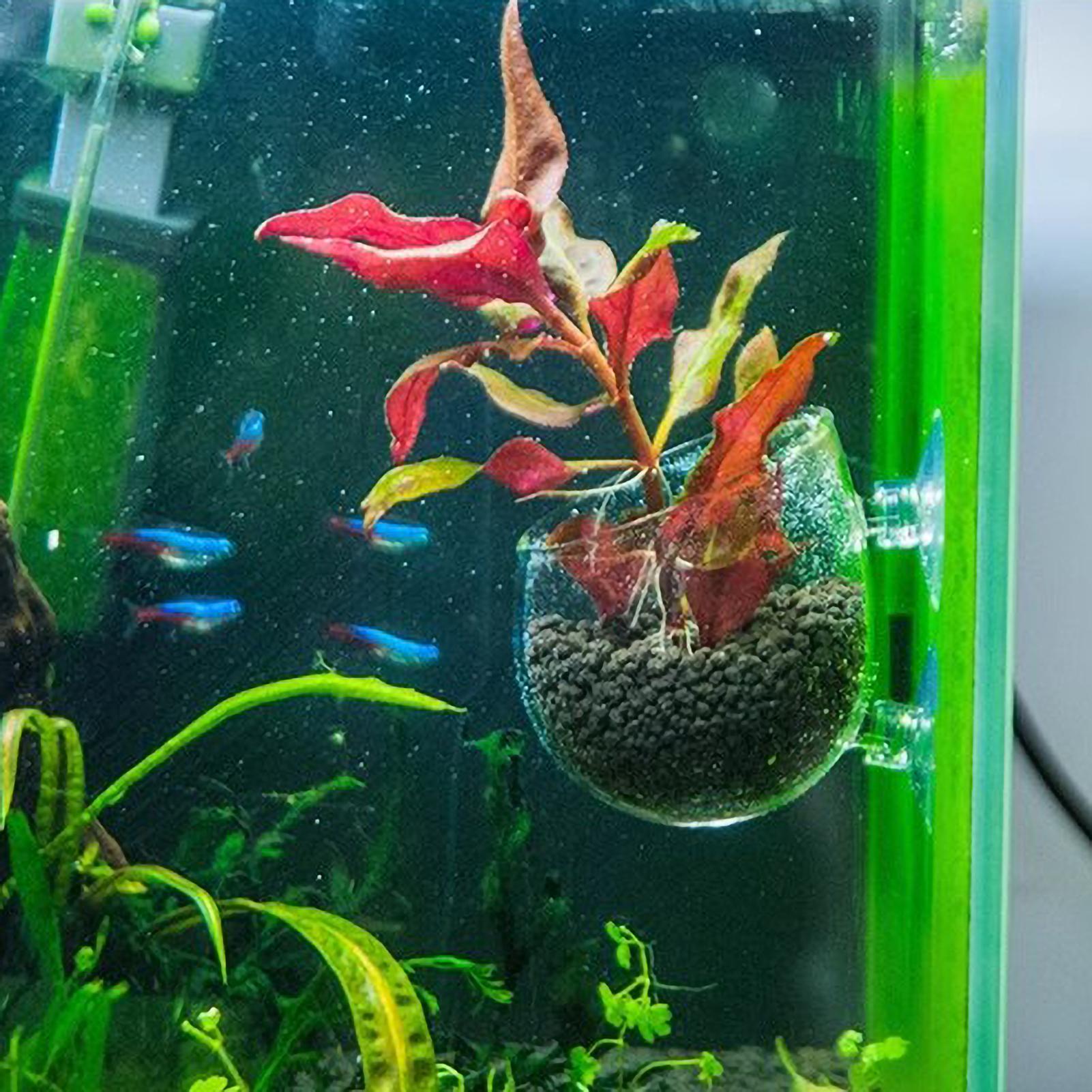 Aquarium Plant Holder Glass Aq - Aquarium Fish Only ulasan dan harga