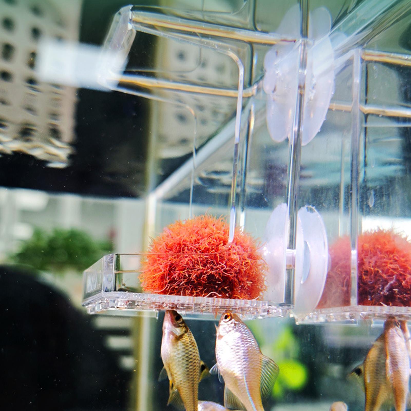 Aquarium Feeder Suction Cup Aq - Tetra Fish In Aquarium ulasan dan harga