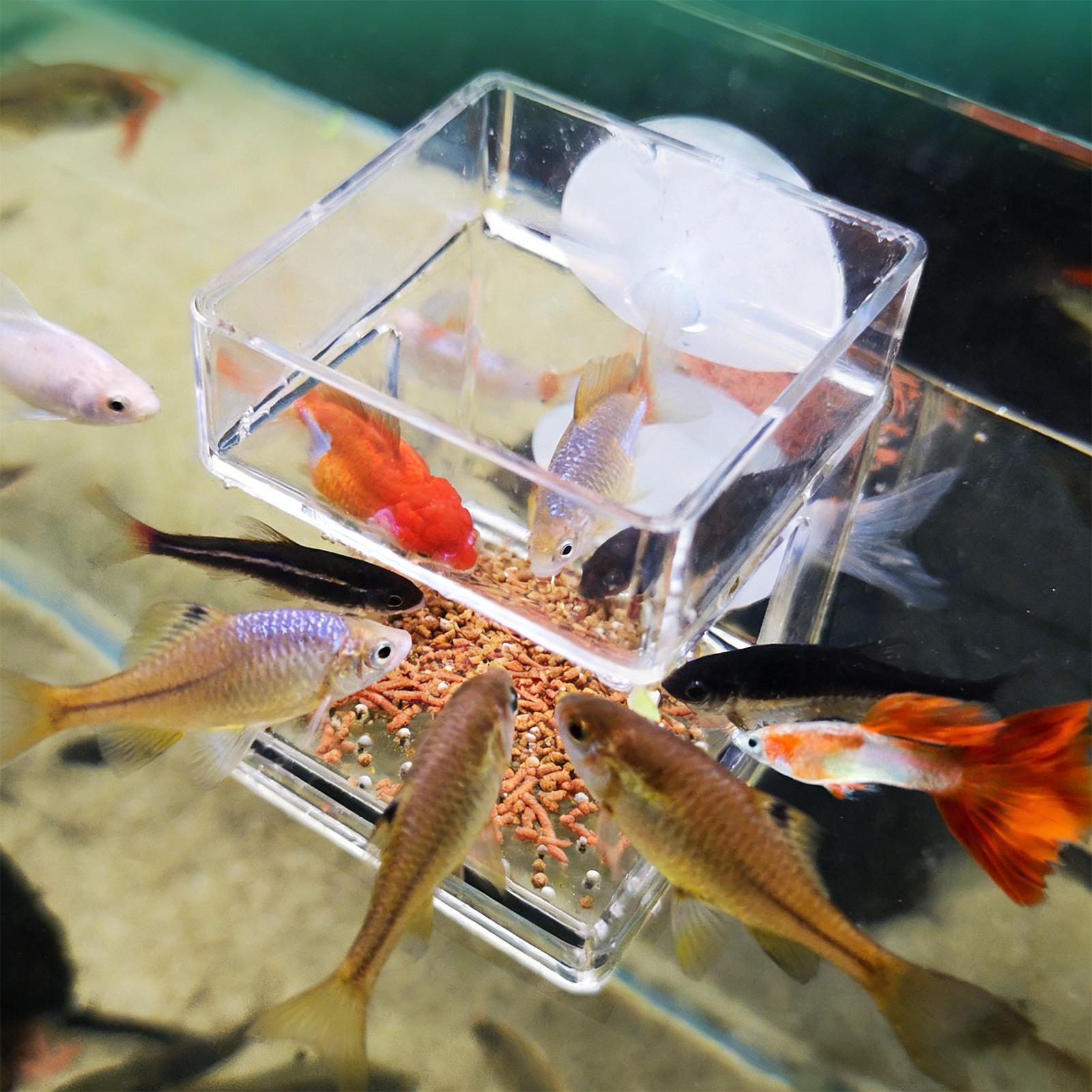 Aquarium Feeder Suction Cup Aq - Tetra Fish In Aquarium ulasan dan harga