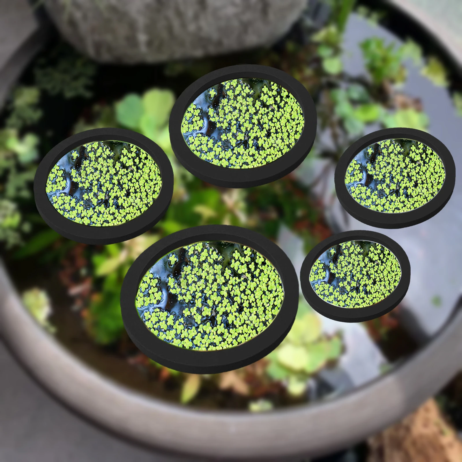 5Pcs EVA Fish Feeding Ring Aqu - Aquarium Fish Farm ulasan dan harga