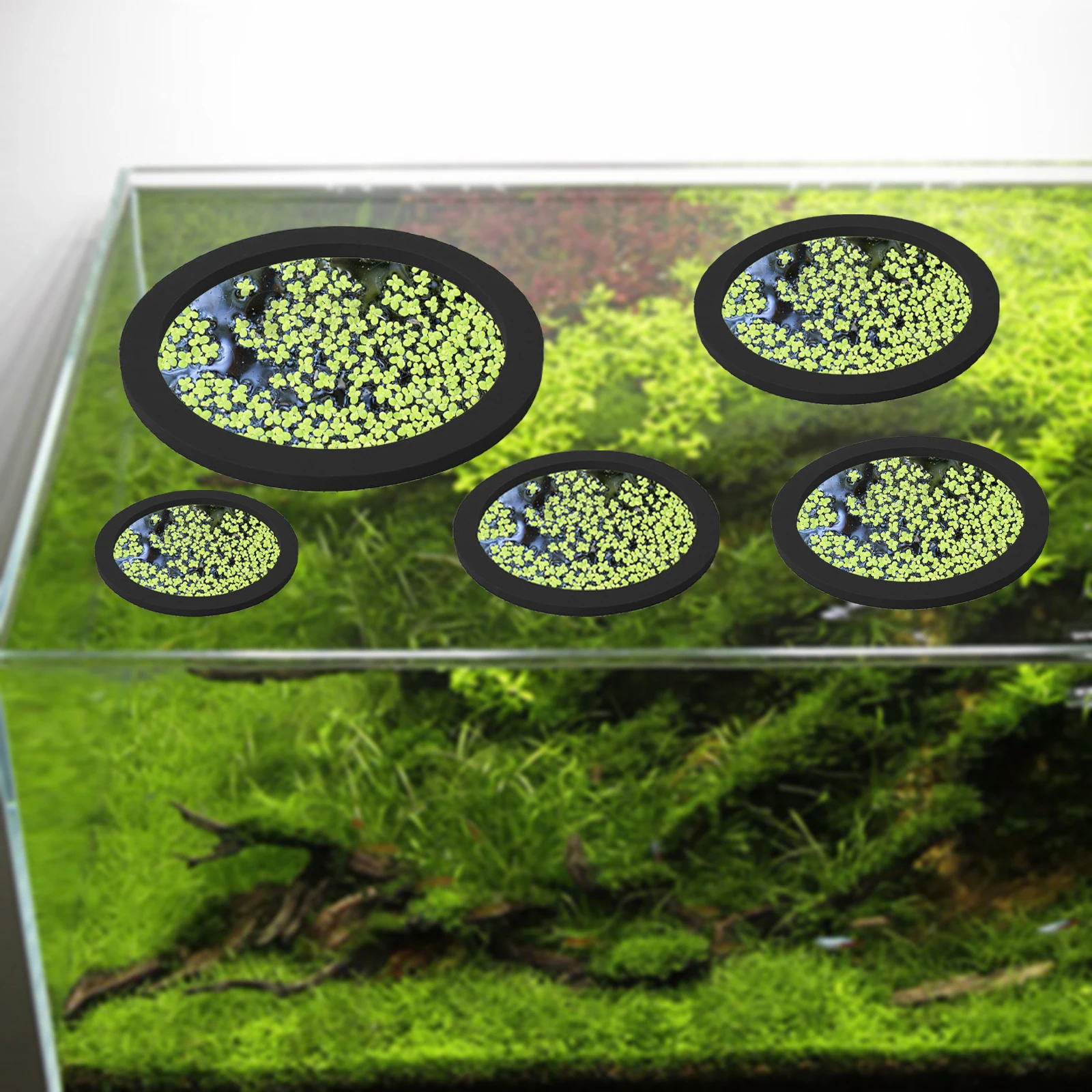 5Pcs EVA Fish Feeding Ring Aqu - Aquarium Fish Farm ulasan dan harga