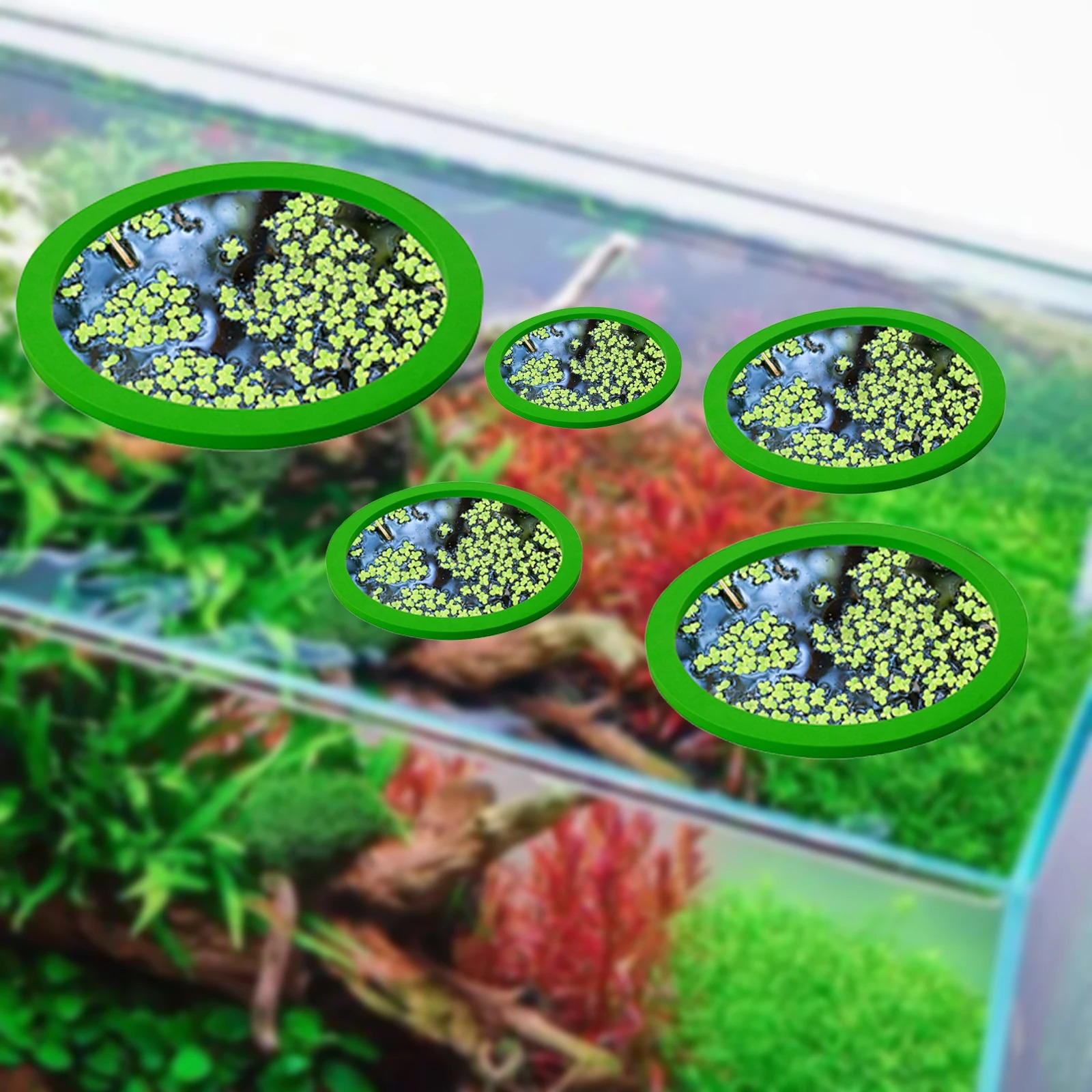 5Pcs EVA Fish Feeding Ring Aqu - Aquarium Fish Farm ulasan dan harga