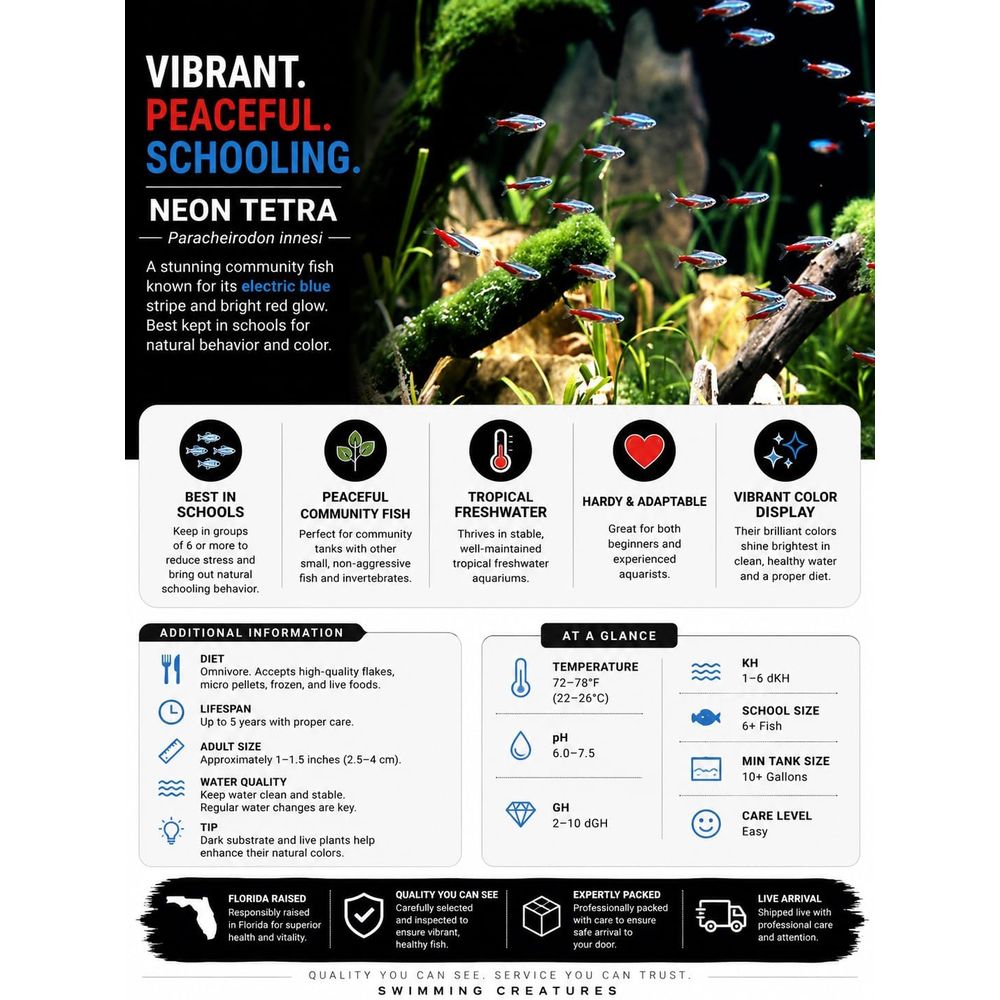 Freshwater Neon Tetra Fish (Si - Tetra Fish In Aquarium ulasan dan harga