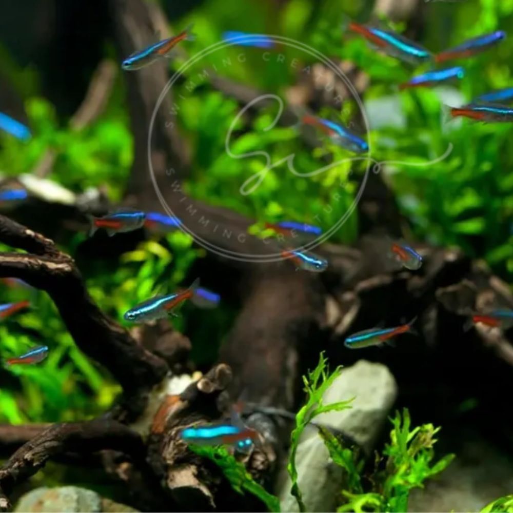 Freshwater Neon Tetra Fish (Si - Tetra Fish In Aquarium ulasan dan harga