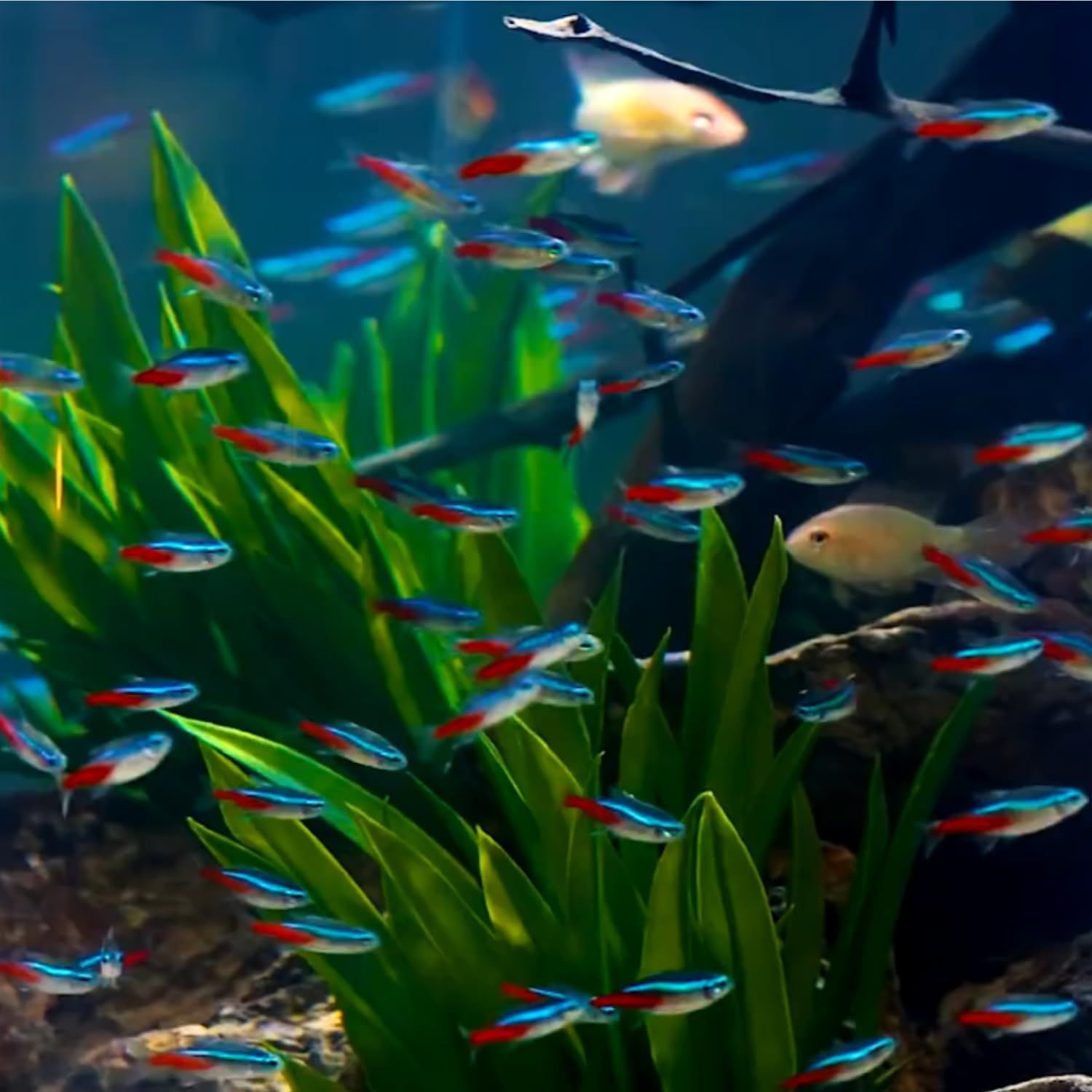 Neon Tetra Paracheirodon Innes - Tetra Fish In Aquarium ulasan dan harga