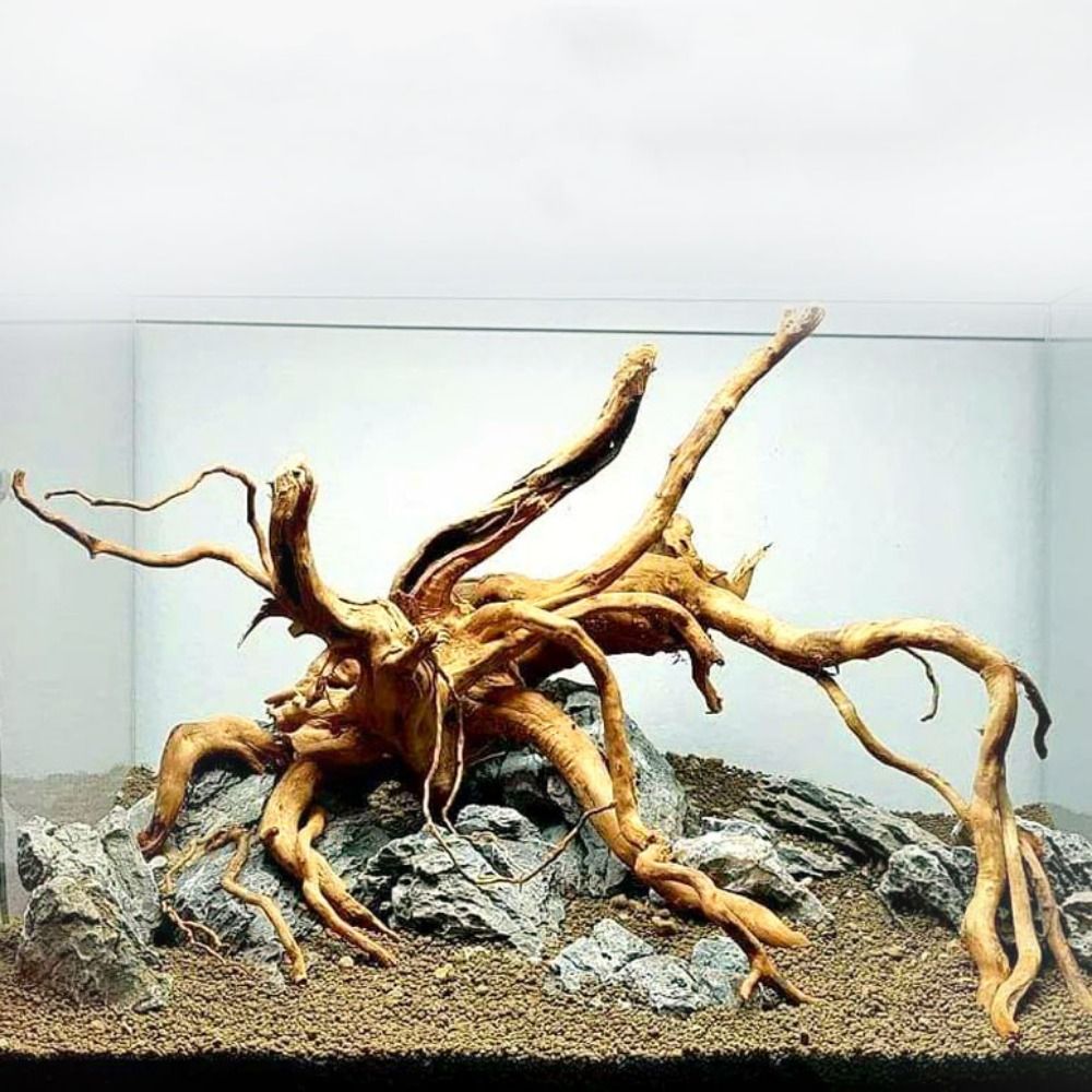 20-25CM Large Aquarium Driftwo - Aquarium Xxl ulasan dan harga