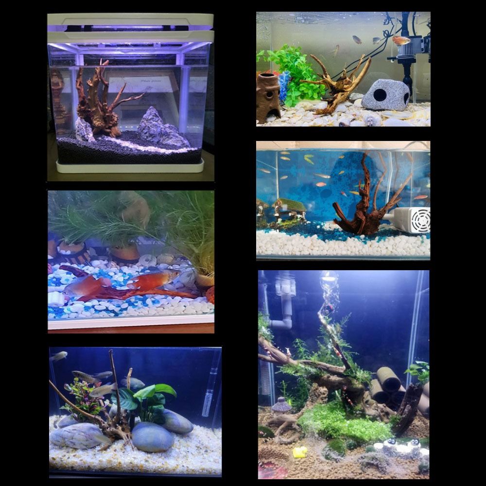 20-25CM Large Aquarium Driftwo - Aquarium Xxl ulasan dan harga