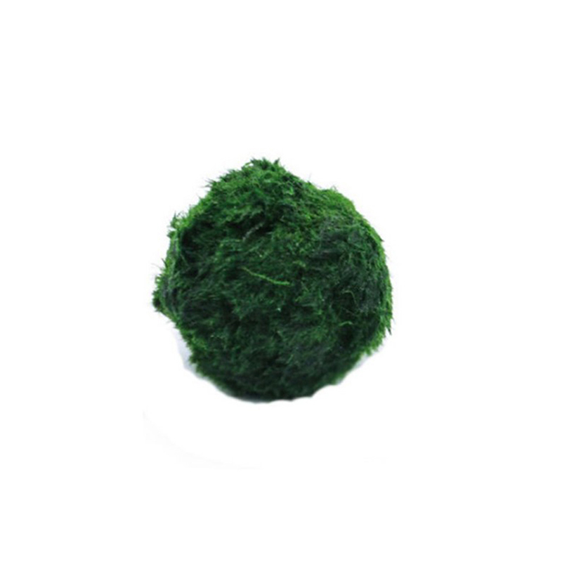 Marimo Moss Balls Live Aquariu - Aquarium Fish Hiding Places ulasan dan harga