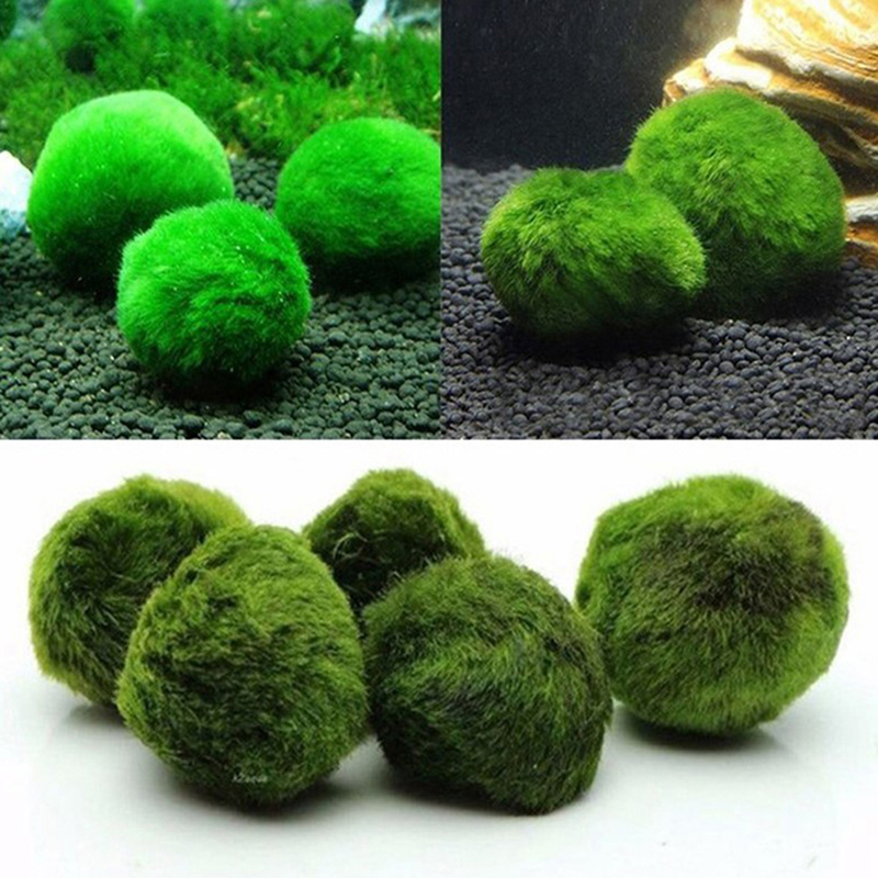 Marimo Moss Balls Live Aquariu - Aquarium Fish Hiding Places ulasan dan harga