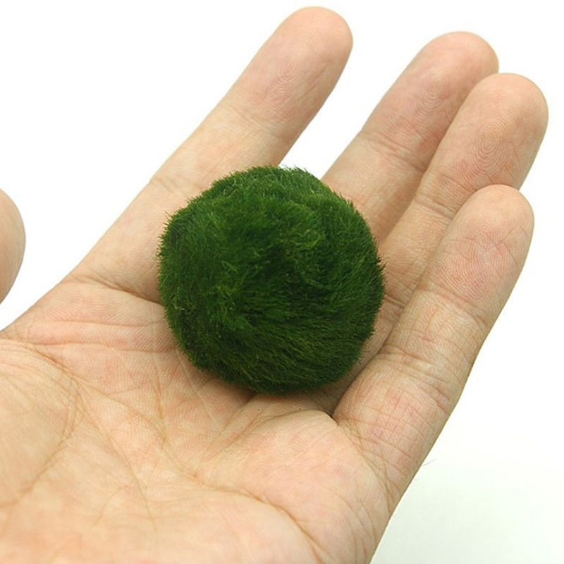 Marimo Moss Balls Live Aquariu - Aquarium Fish Hiding Places ulasan dan harga