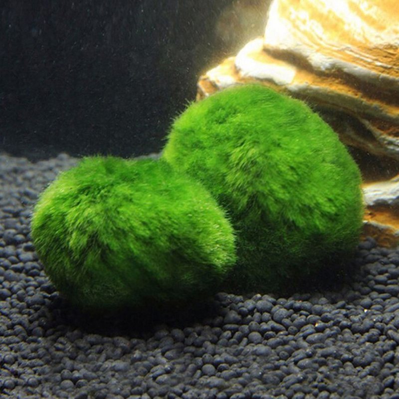Marimo Moss Balls Live Aquariu - Aquarium Fish Hiding Places ulasan dan harga
