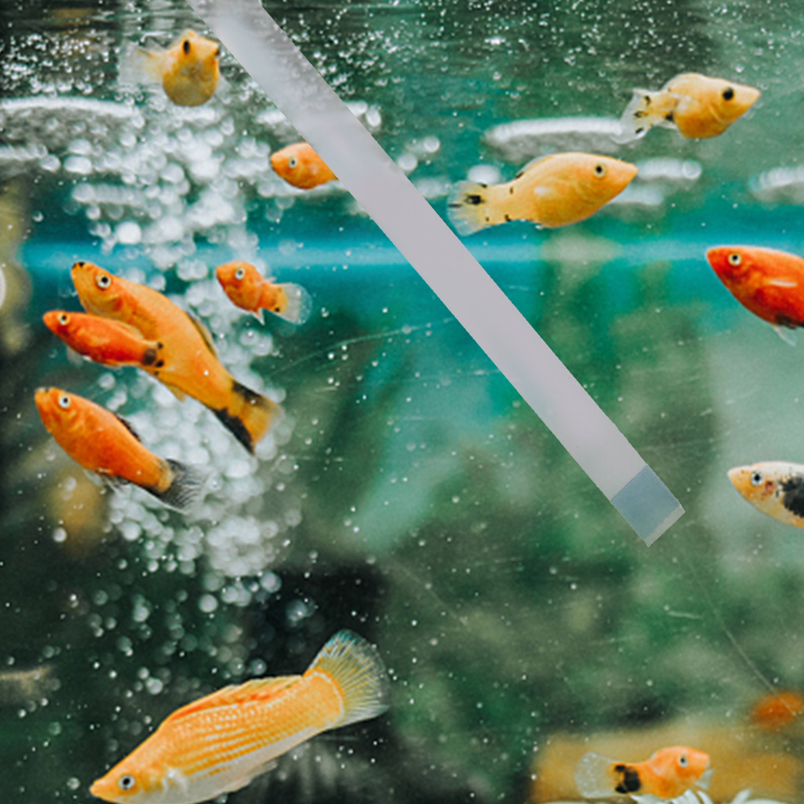Swimming Pool Testing Strips H - Aquarium Fish In Pond ulasan dan harga