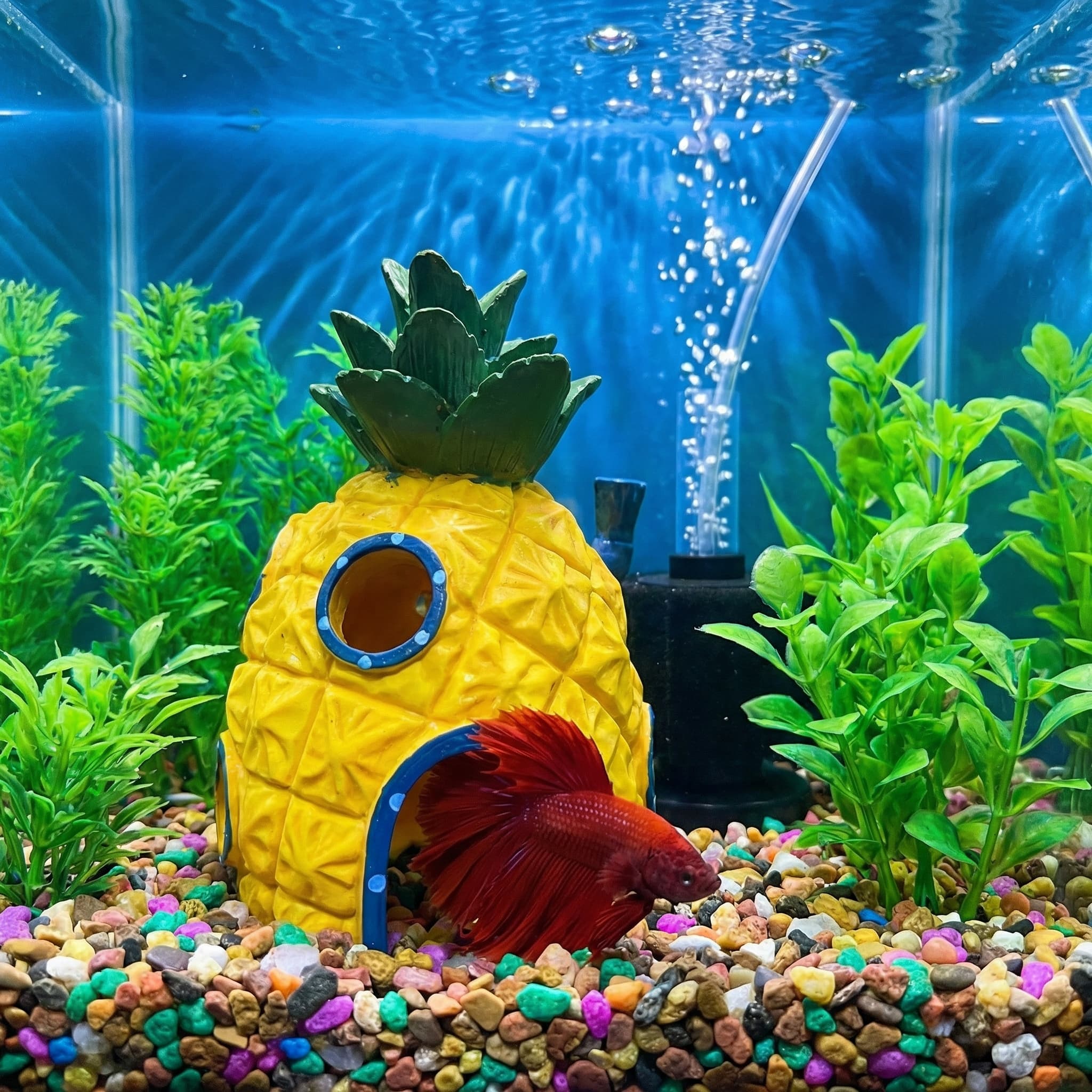 Pineapple House Aquarium Decor - Aquarium Fish Hiding Places ulasan dan harga